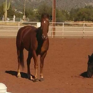 Meet your Posher, Penny