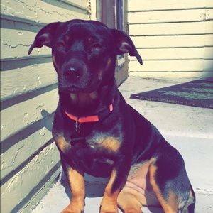 Meet your Posher, Des