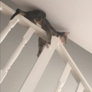 Meet your Posher, Nancy