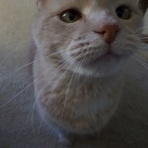 Meet your Posher, Heidi