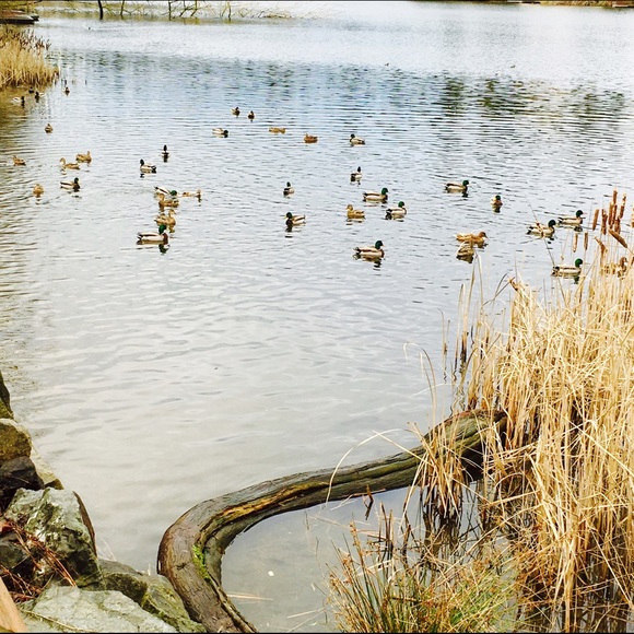 Meet your Posher, Lynnette