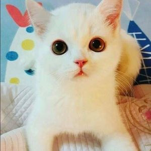 Meet your Posher, Hong