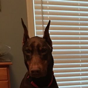 Meet your Posher, Steven