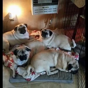 Meet your Posher, Donna