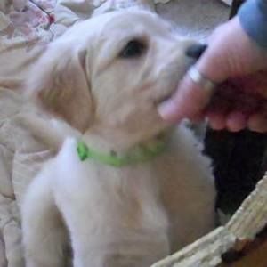 Meet your Posher, Donna