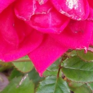 Meet your Posher, Jessie