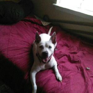 Meet your Posher, Jarvis