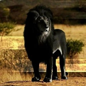 Meet your Posher, Nadia