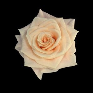 Meet your Posher, Elise