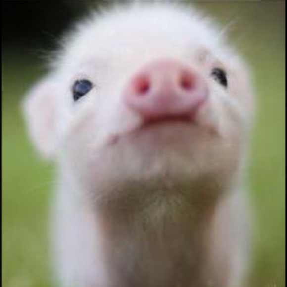 Meet your Posher, Susan