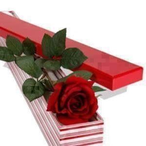 Meet your Posher, Sylvia