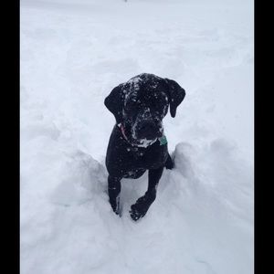 Meet your Posher, Lisa