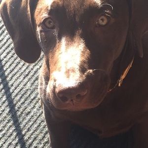 Meet your Posher, Alexis