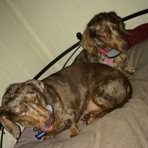 Meet your Posher, Morgan