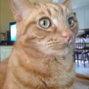 Meet your Posher, Pam