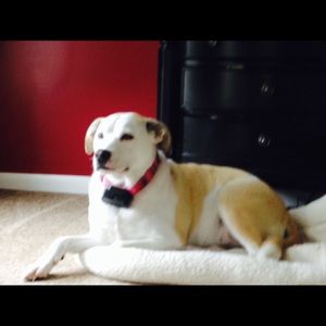 Meet your Posher, Shannon