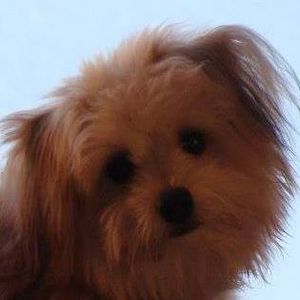 Meet your Posher, Becky