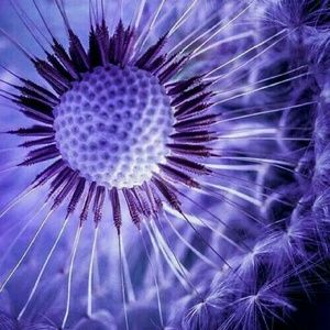 Meet your Posher, Meli