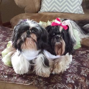 Meet your Posher, Paula