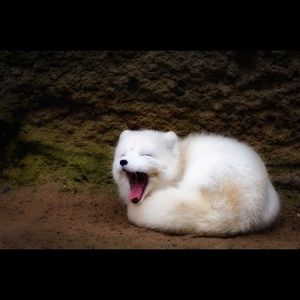 Meet your Posher, Darby