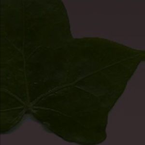 Meet your Posher, Britney