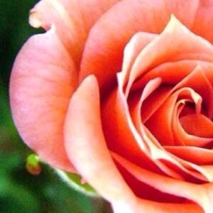 Meet your Posher, Avery