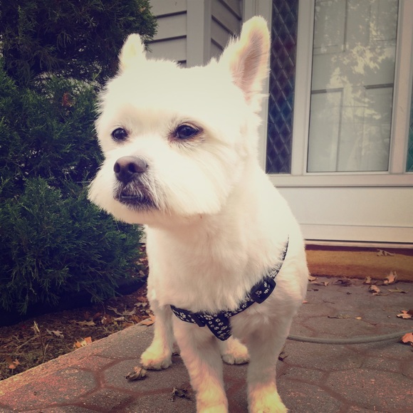 Meet your Posher, A - Picture 1 of 1