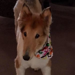 Meet your Posher, Sandy