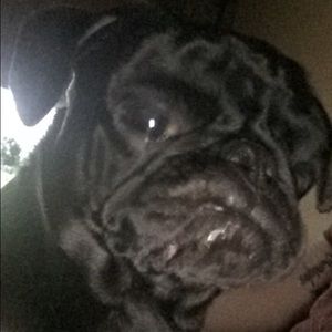 Meet your Posher, Cody