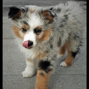 Meet your Posher, Abby