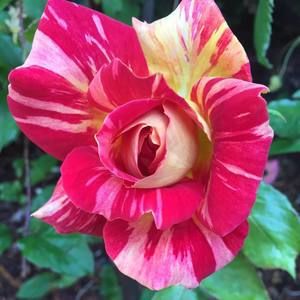 Meet your Posher, Kathi