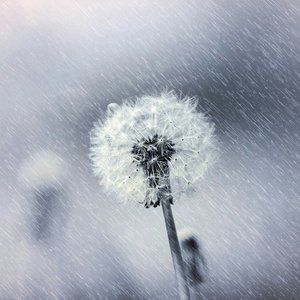 Meet your Posher, Bsunflower