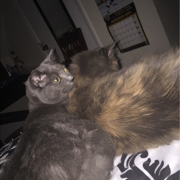 Meet your Posher, Carissa - Picture 3 of 4