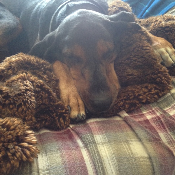 Meet your Posher, Hailey - Picture 1 of 1