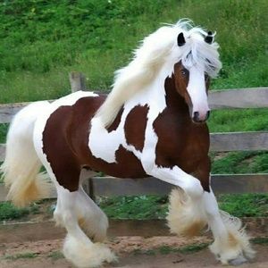 Meet your Posher, Cheryl