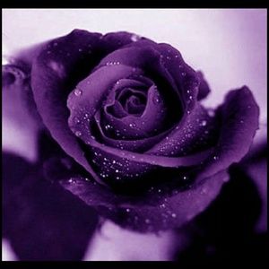 Meet your Posher, Tisha