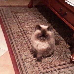 Meet your Posher, Nelly