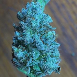 Meet your Posher, Ariel