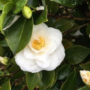 Meet your Posher, Quynh