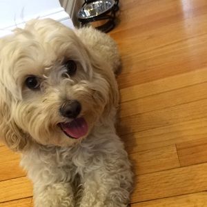 Meet your Posher, Mackenzie