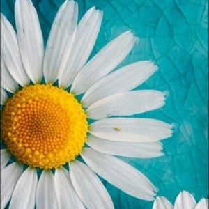 Meet your Posher, Margie