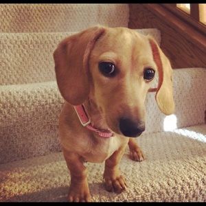 Meet your Posher, Alyson