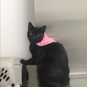 Meet your Posher, Sydney