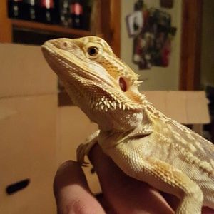 Meet your Posher, Tori