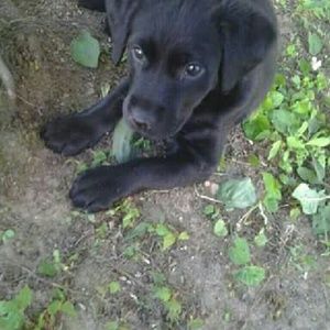 Meet your Posher, Cheyenne