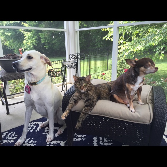 Meet your Posher, Sonya - Picture 4 of 4