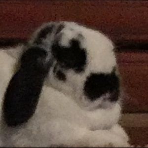 Meet your Posher, Natalie