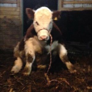 Meet your Posher, Dianne