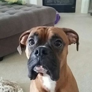 Meet your Posher, Brandon