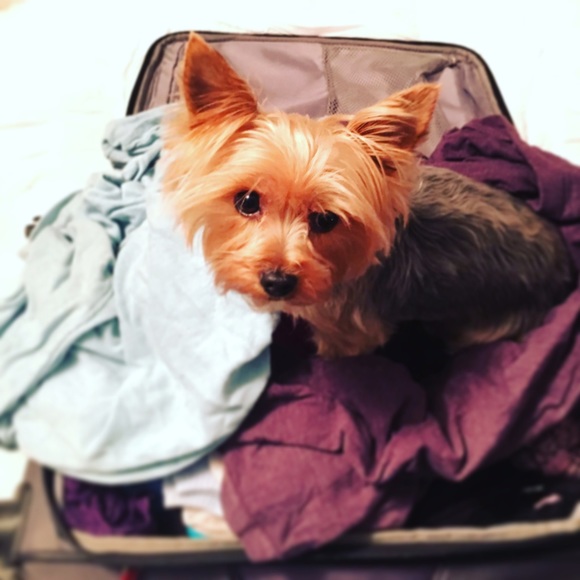 Meet Your Posher: Katie - Picture 3 of 4